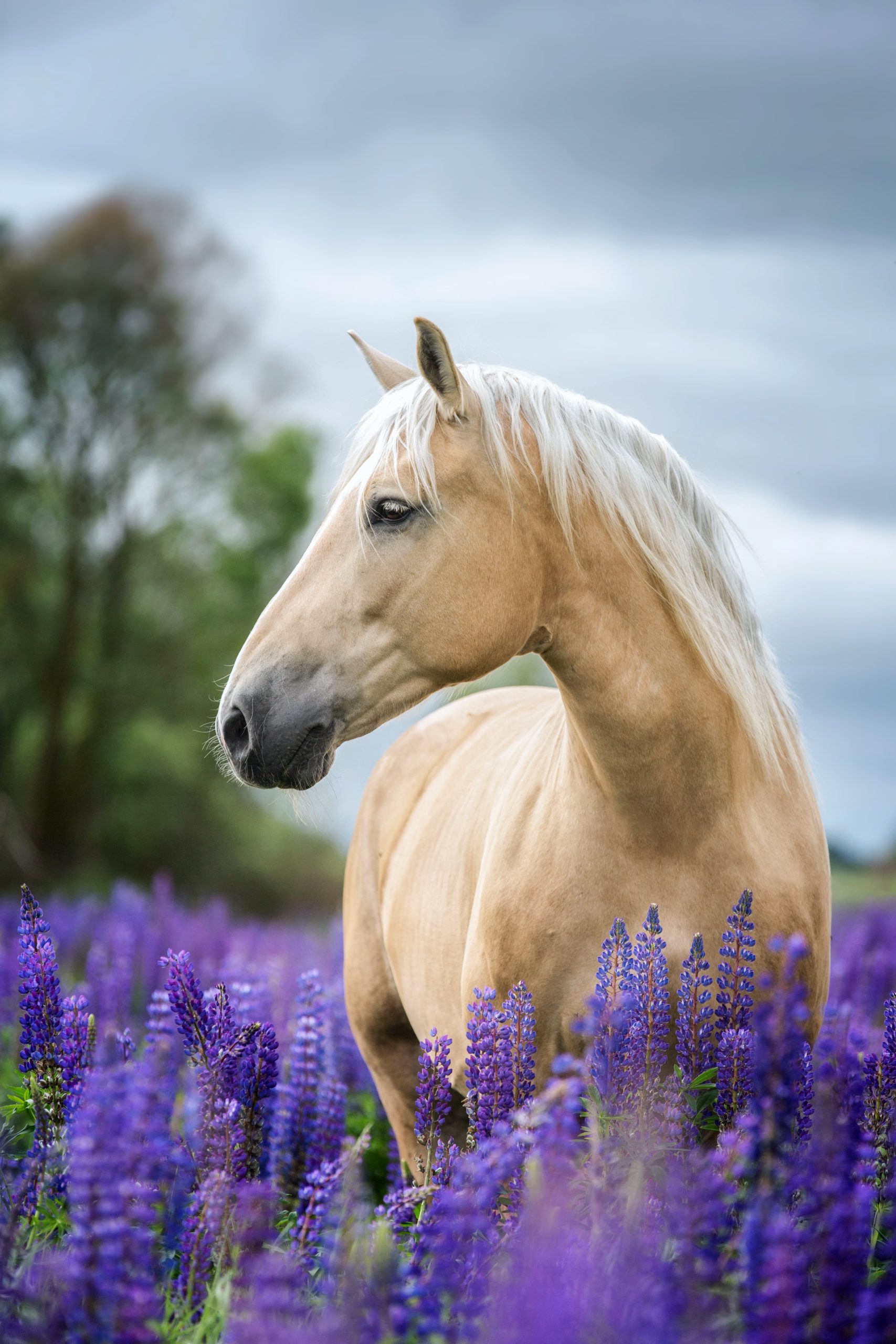 Weißes Pferd steht mit Blumen