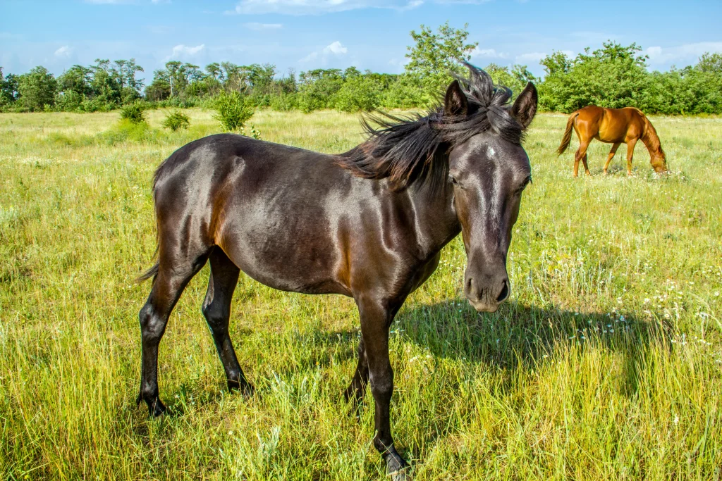 2 Pferde stehen auf einer Wiese und essen Grass